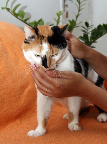 Curso de Reiki - Reiki em Animais - Espaço Luz e Vida